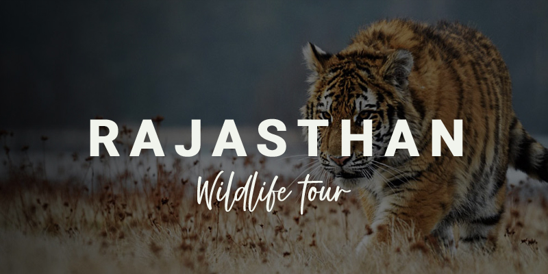 Rajasthan Wildlife Tour